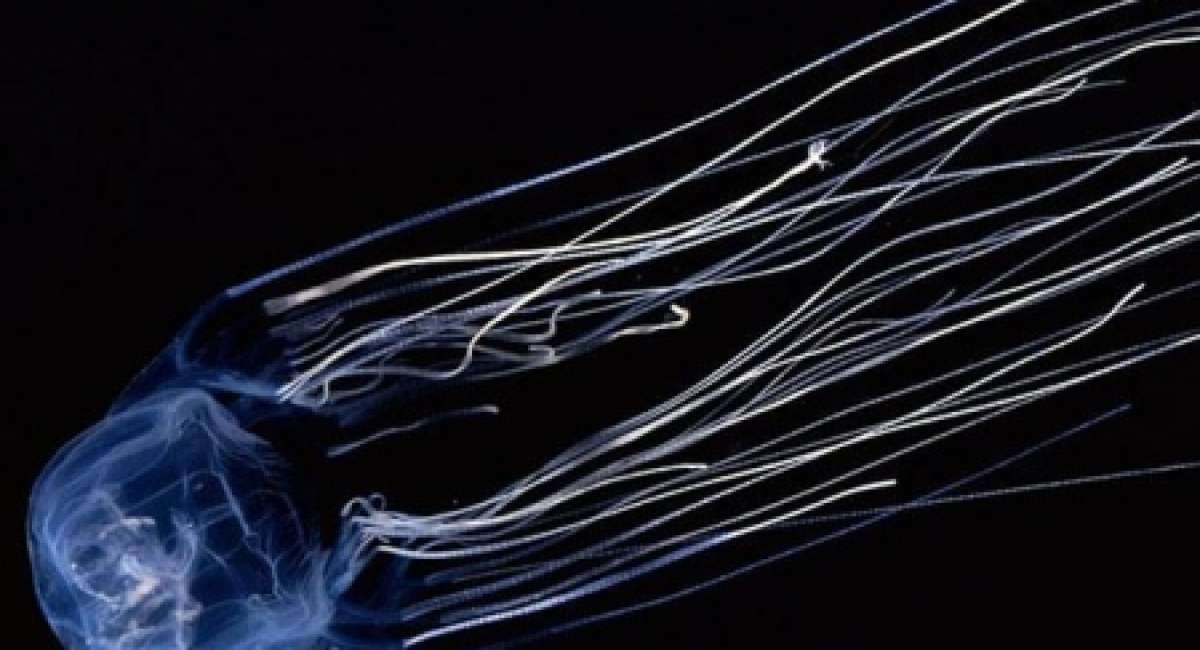 Koh Samui boxjellyfish A Lamai, manquait plus que ça